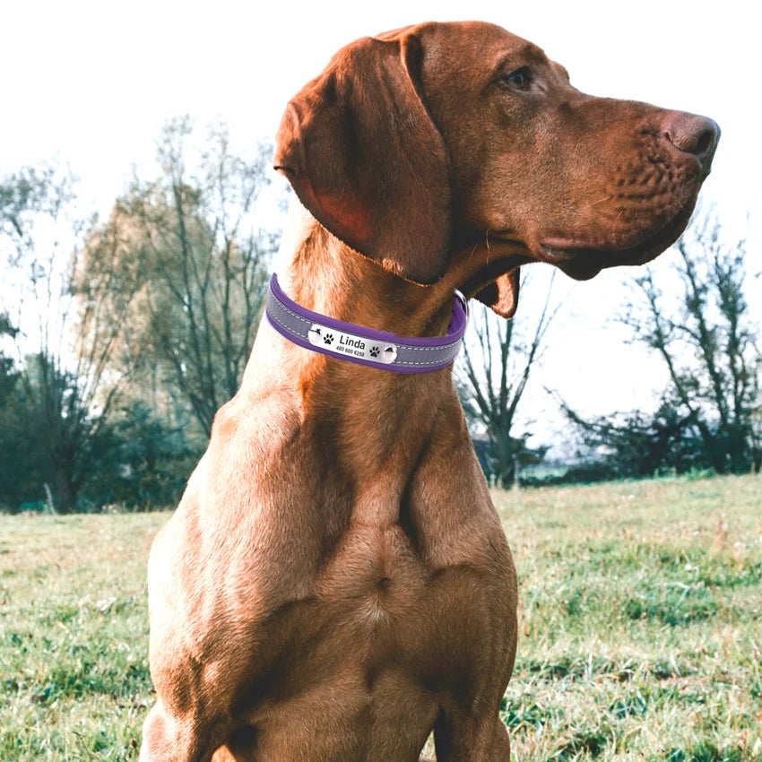 Personalized Dog Collar Leather